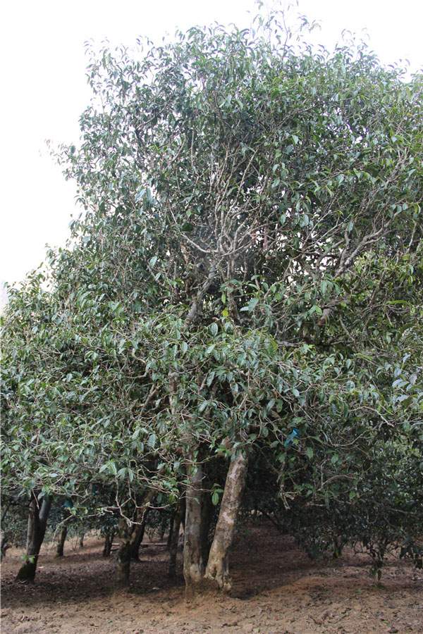 2021年新班章古樹(shù)秋茶品鑒！