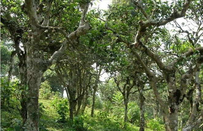 2021年新班章古樹(shù)秋茶多少錢一公斤？