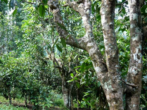 2021老曼峨古樹秋茶多少錢一公斤？