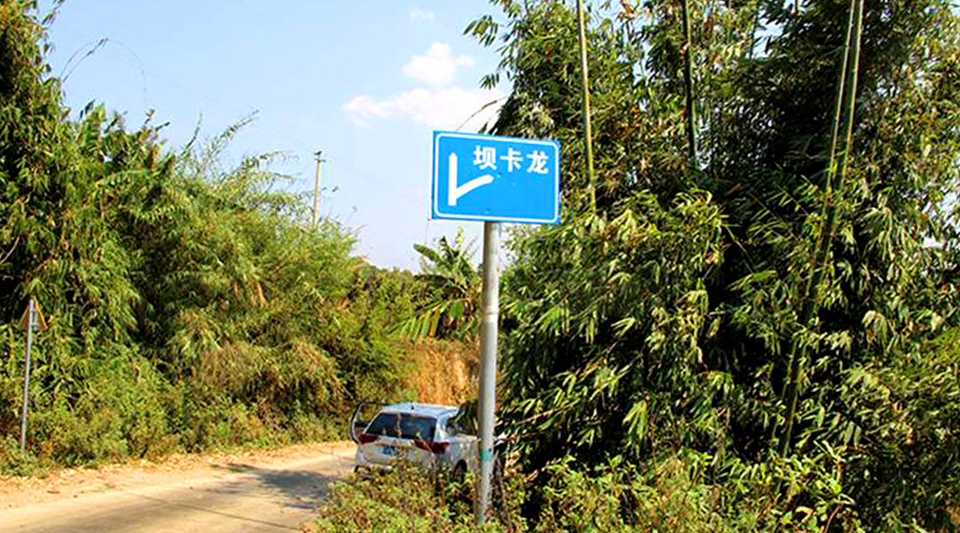 2021班章茶區(qū)壩卡竜古樹秋茶特點(diǎn)！