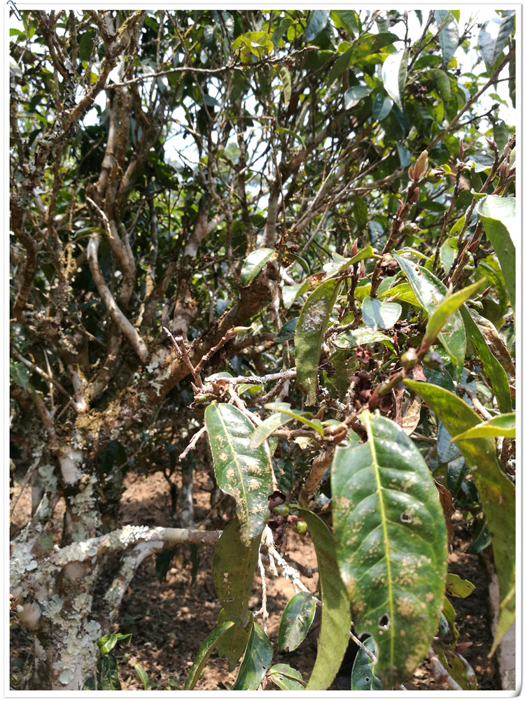 2021年布朗山班盆古樹秋茶多少錢一公斤？