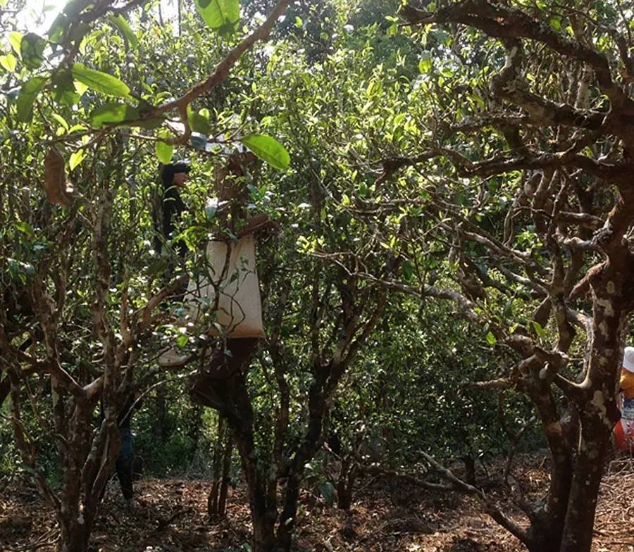 2021年布朗山班盆古樹秋茶品鑒！