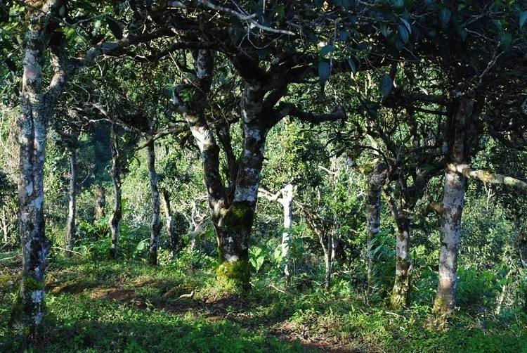 2021年賀開古樹秋茶口感！