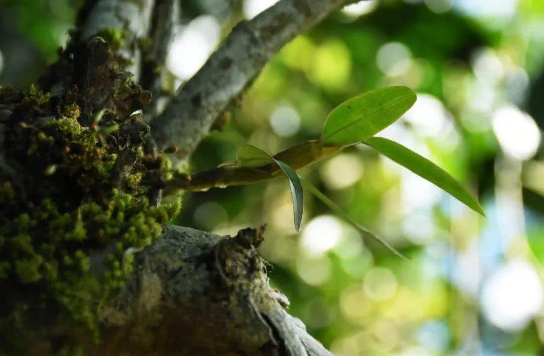 2021年賀開古樹秋茶多少錢一公斤？