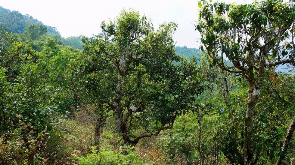 2021賀開古樹秋茶價(jià)格是多少？