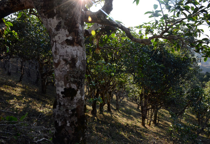 2021年班盆古樹秋茶特點(diǎn)？