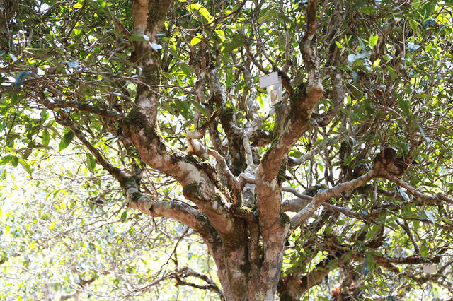 2021年班盆古樹秋茶口感？