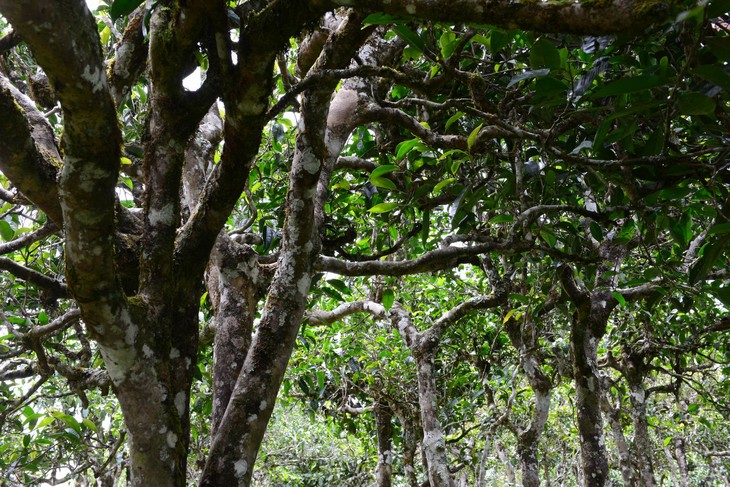 2021年老班章“鄰居”，班盆古樹秋茶茶來了！