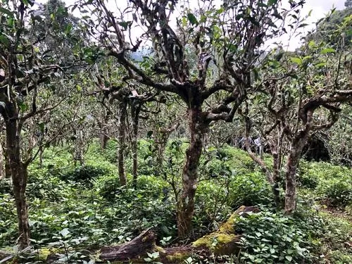 2021年班盆古樹秋茶多少錢一公斤？