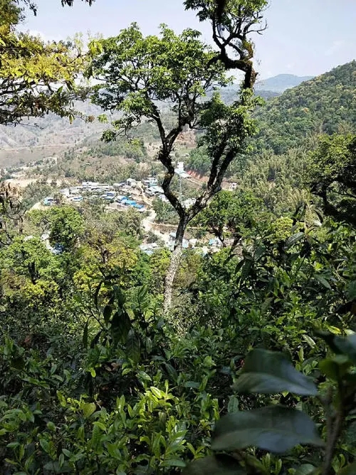 2021年勐宋那卡古樹秋茶價(jià)格？