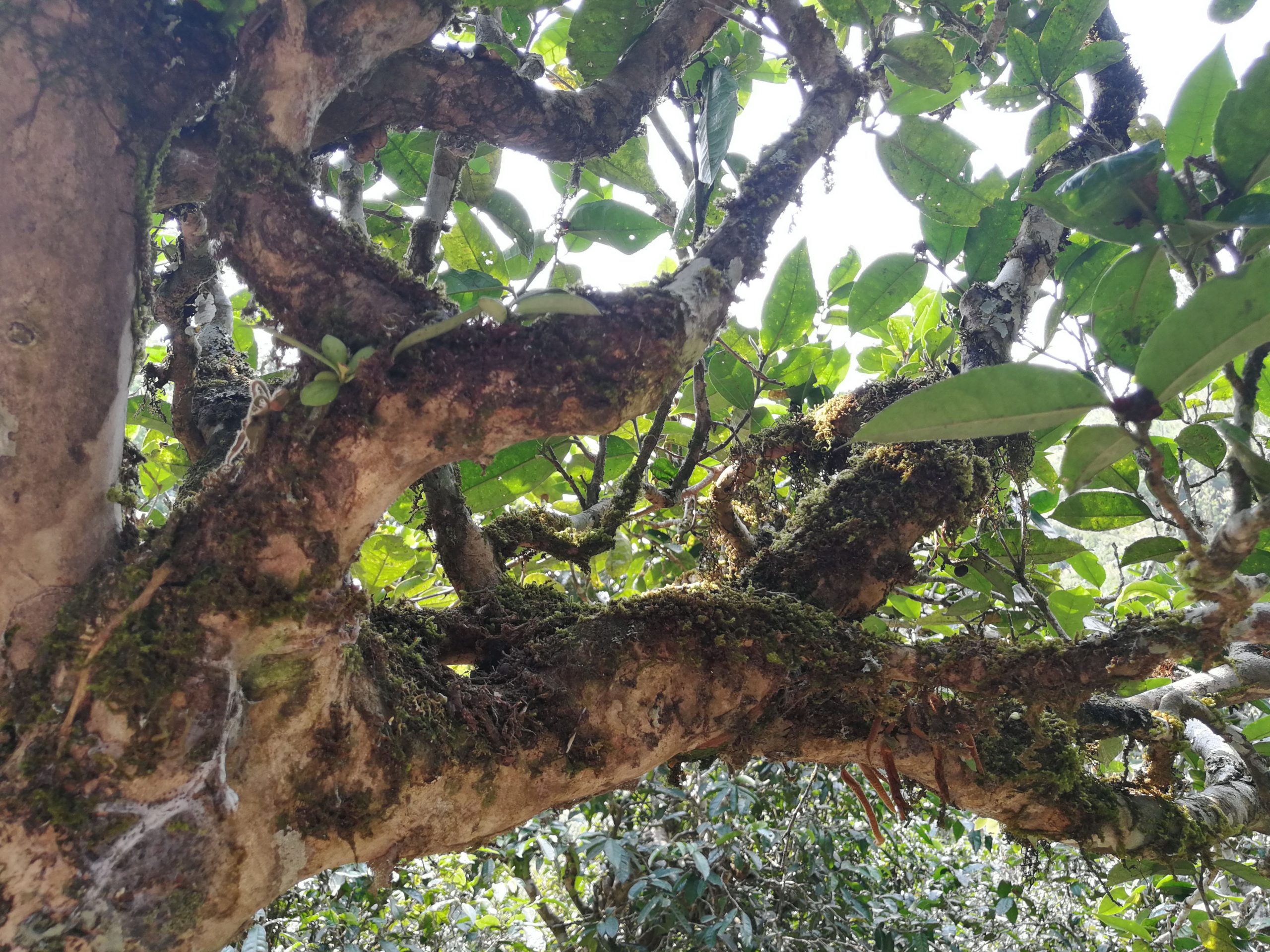 2021年勐宋那卡古樹秋茶品鑒實(shí)錄！