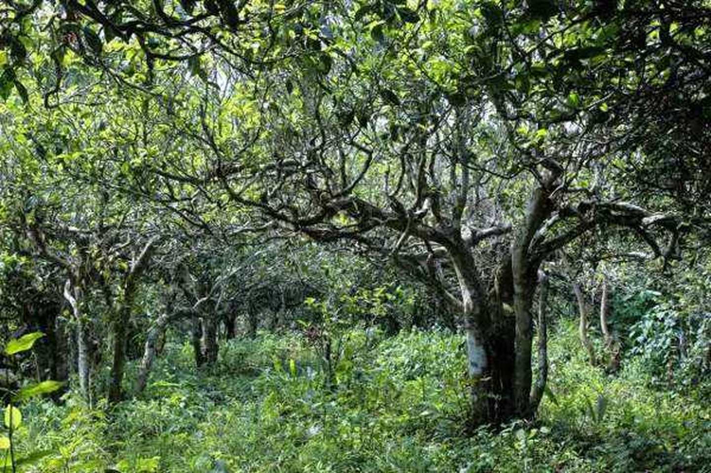 2021年滑竹梁子古樹秋茶口感？