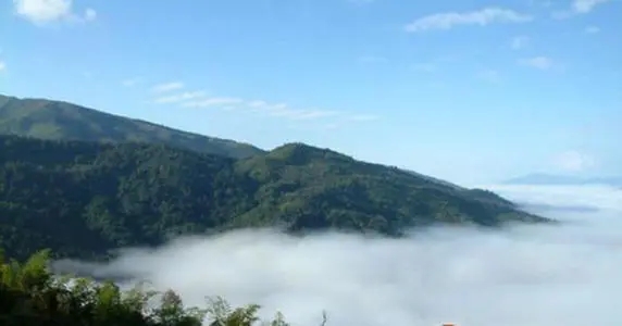 2021年滑竹梁子古樹品鑒實(shí)錄？