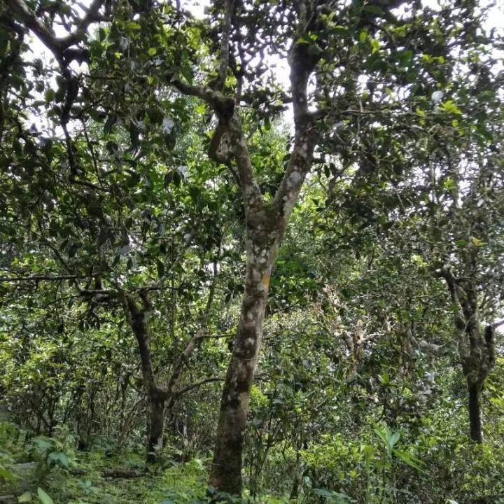 2021年巴達(dá)山章朗古樹秋茶口感？