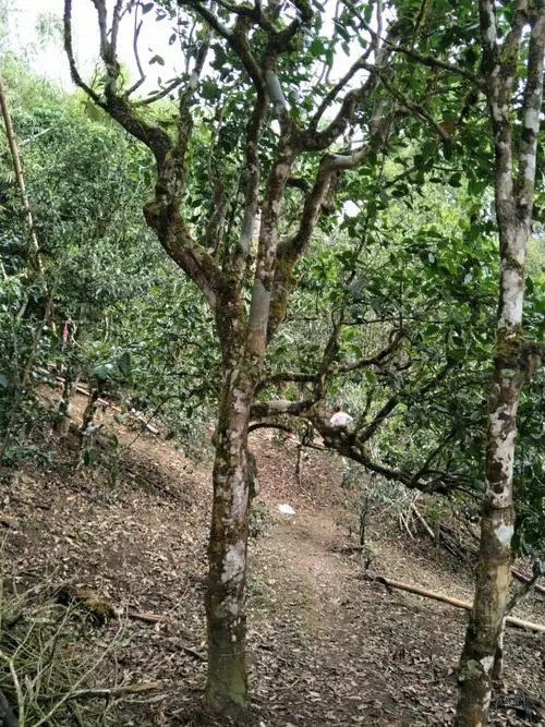 2021年巴達(dá)山章朗古樹秋茶價(jià)格？