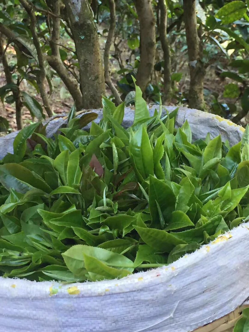 2021年巴達(dá)山章朗古樹秋茶多少錢一公斤？