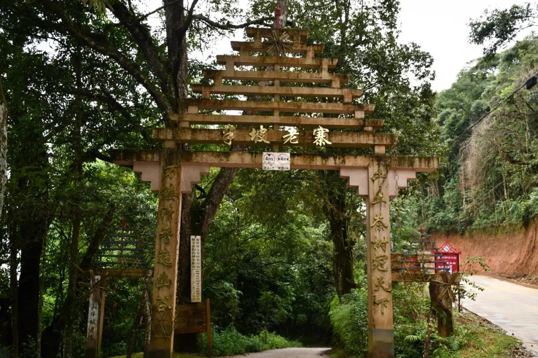 2021年南糯山半坡老寨古樹(shù)秋茶特點(diǎn)？