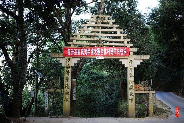 2021年南糯山半坡老寨古樹(shù)秋茶價(jià)格？