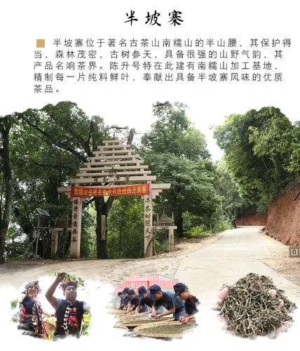 2021年南糯山半坡老寨古樹(shù)秋茶品鑒！