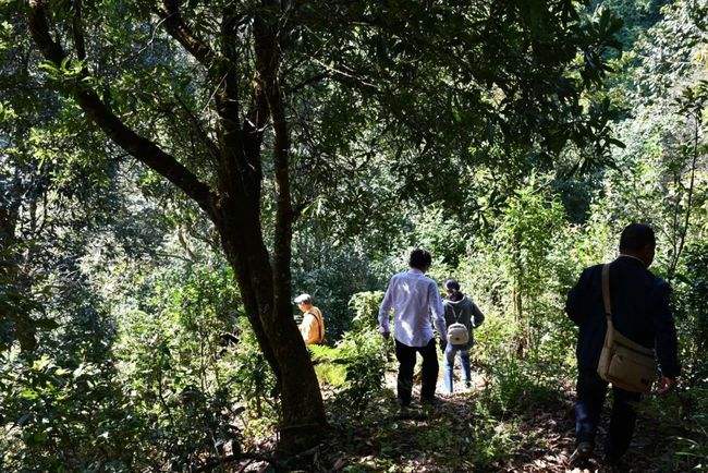 2021年南糯山拔瑪老寨古樹(shù)秋茶特點(diǎn)是什么？