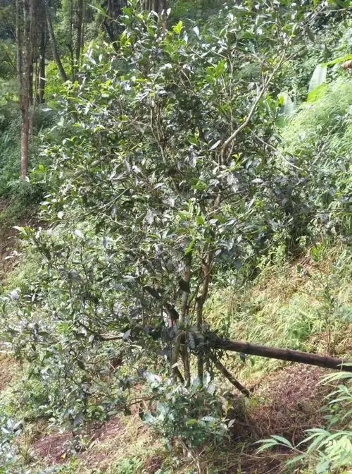 2022年須立貢茶古茶山詳解！