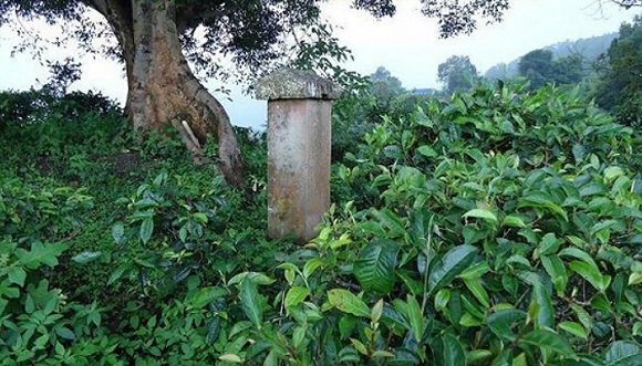 2022年迷帝古樹(shù)春茶價(jià)格？