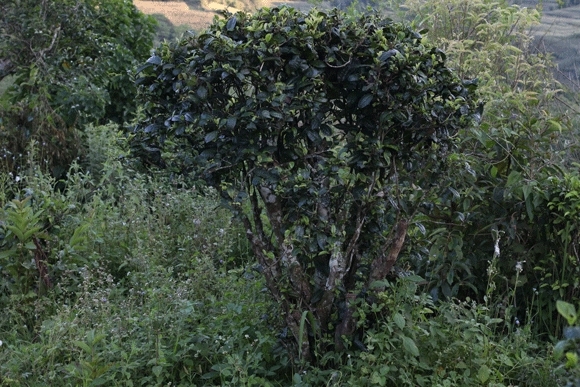 2022年迷帝古樹(shù)春茶，這里的茶 皇帝都著迷