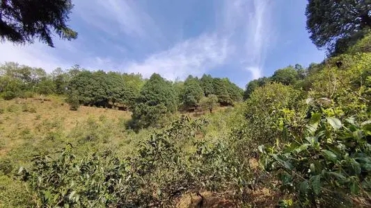 2022年墨江鳳凰窩古樹春茶口感是什么？