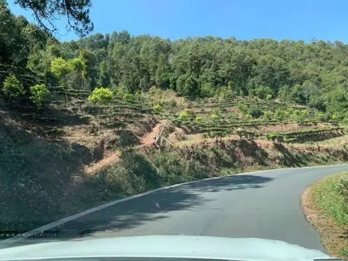 2022年墨江鳳凰窩古樹春茶價格？