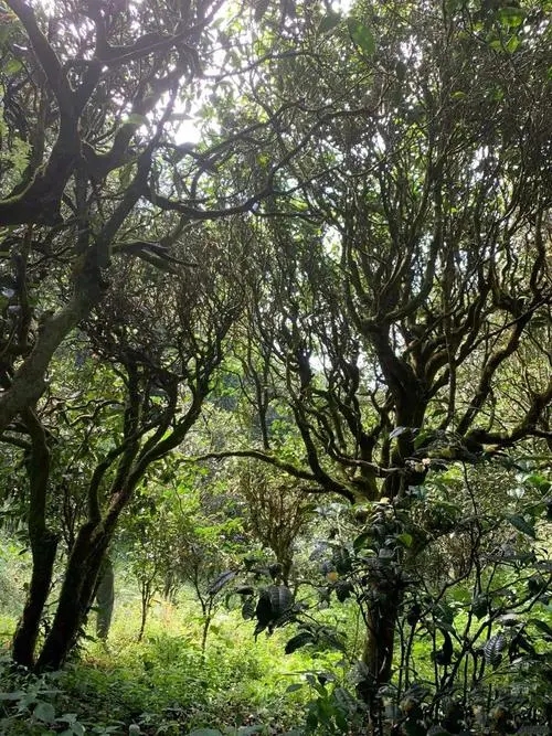 2022年墨江鳳凰窩古樹春茶多少錢一公斤？