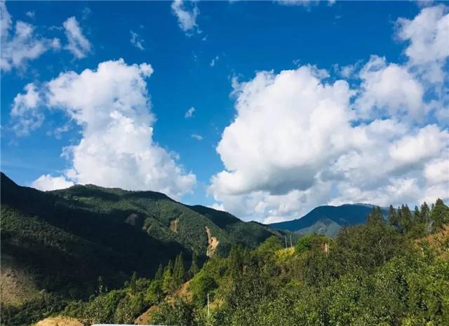 2022年景谷黃草壩古樹春茶多少錢一公斤？