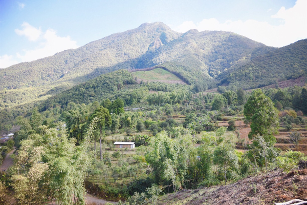 2022年景谷黃草壩古樹春茶價格？