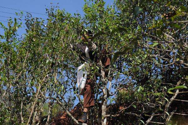 2022年景谷黃草壩古樹春茶品鑒實錄！