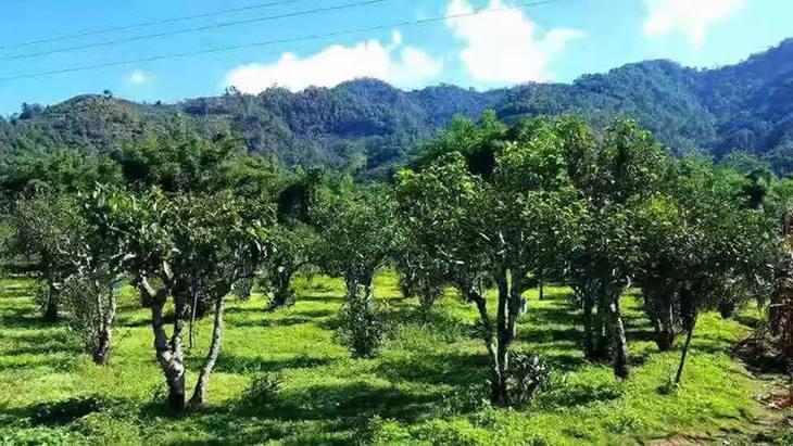 2022年景谷秧塔古樹春茶特點是什么？