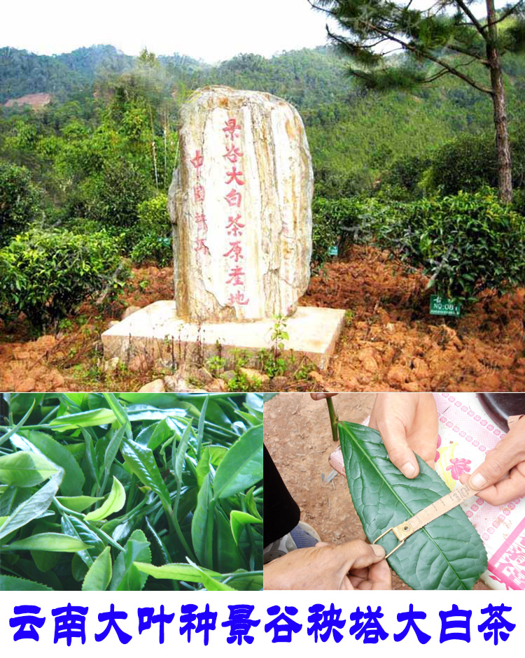 2022年景谷秧塔古樹春茶口感是什么？