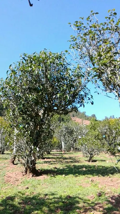 2022年景谷秧塔古樹春茶價格是多少？