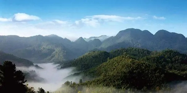 2022年景谷苦竹山古樹春茶口感？