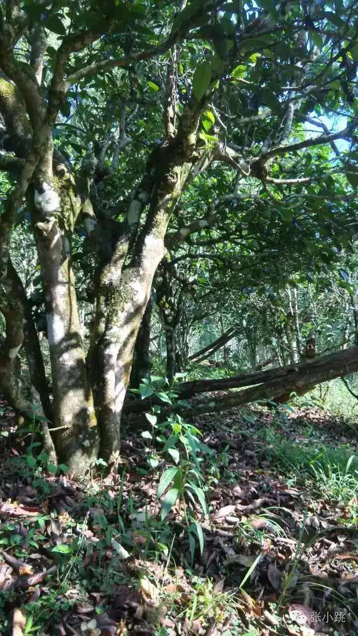 2022年景谷苦竹山古樹春茶價格多少？