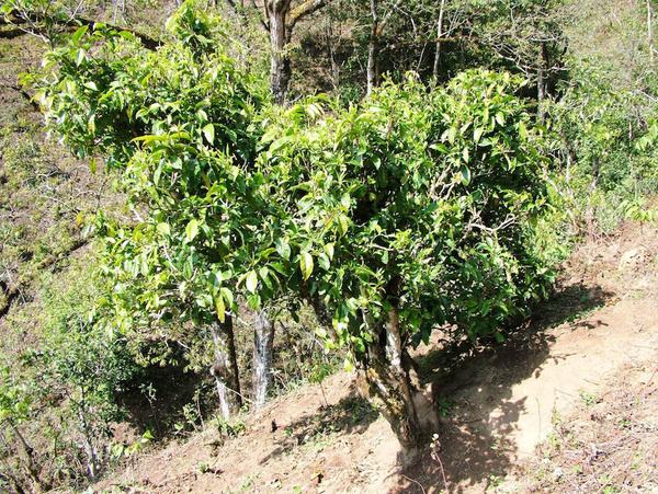 2022年景東御筆古茶山古樹春茶特點？