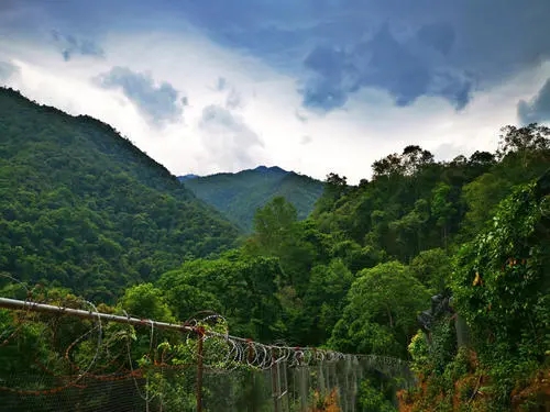 2022年景東御筆古樹春茶價格多少？