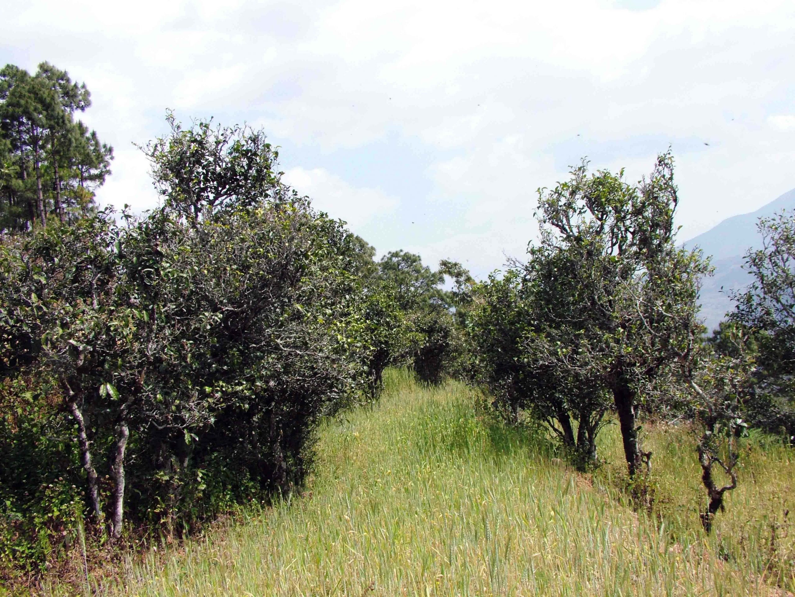 2022年景東老倉福德古樹春茶口感特點？