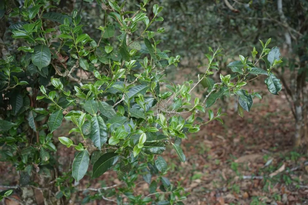 2022年景東哀牢山古樹春茶價格多少？