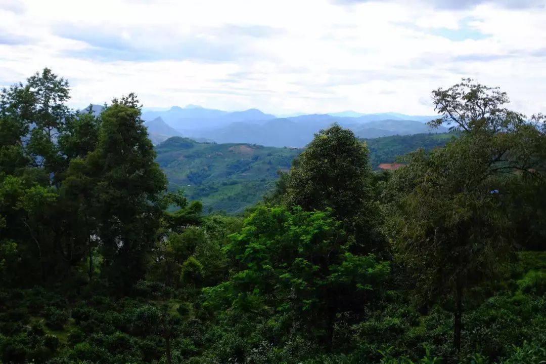 2022年景東祭茶祖 迎春茶，古樹春茶多少錢一公斤？