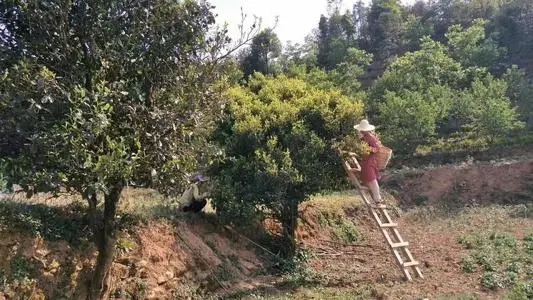 2022年鎮(zhèn)沅馬鄧古樹春茶口感是什么？