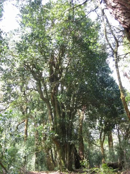 2022年鎮(zhèn)沅馬鄧古樹春茶價格是多少？