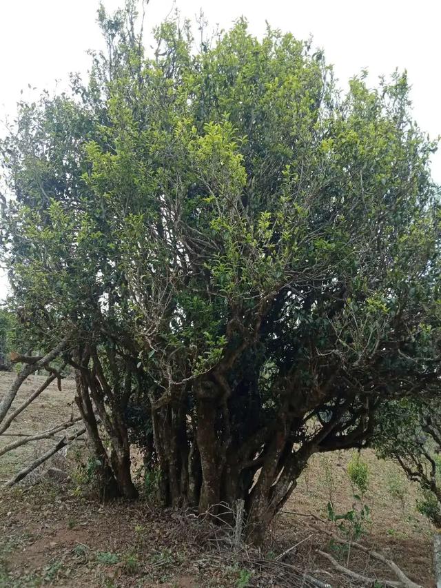 2022年鎮(zhèn)沅馬鄧古樹春茶云南10大茗茶之一