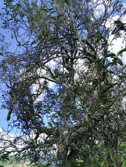 2022年鎮(zhèn)沅老海塘古樹春茶特點？