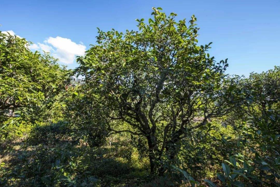 2022年鎮(zhèn)沅老海塘古樹春茶口感？