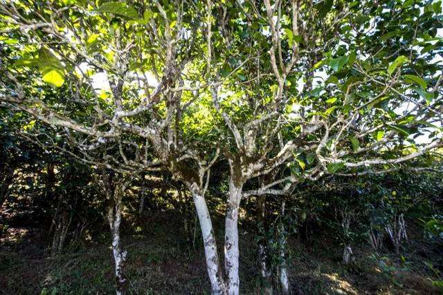 2022年鎮(zhèn)沅老海塘古樹春茶價格？