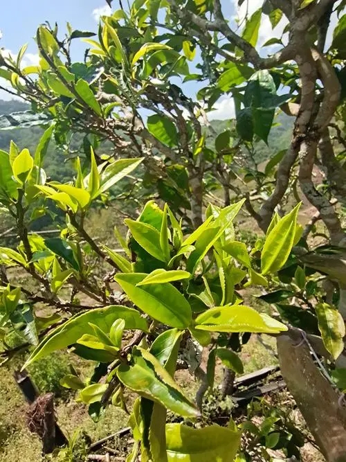 2022年鎮(zhèn)沅砍盆箐古樹春茶特點？